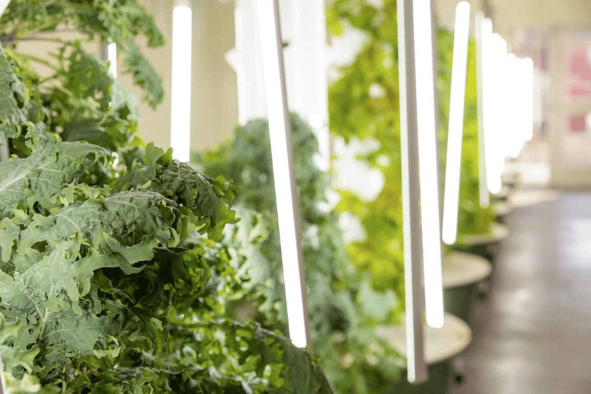 HRA hydroponics lab close up