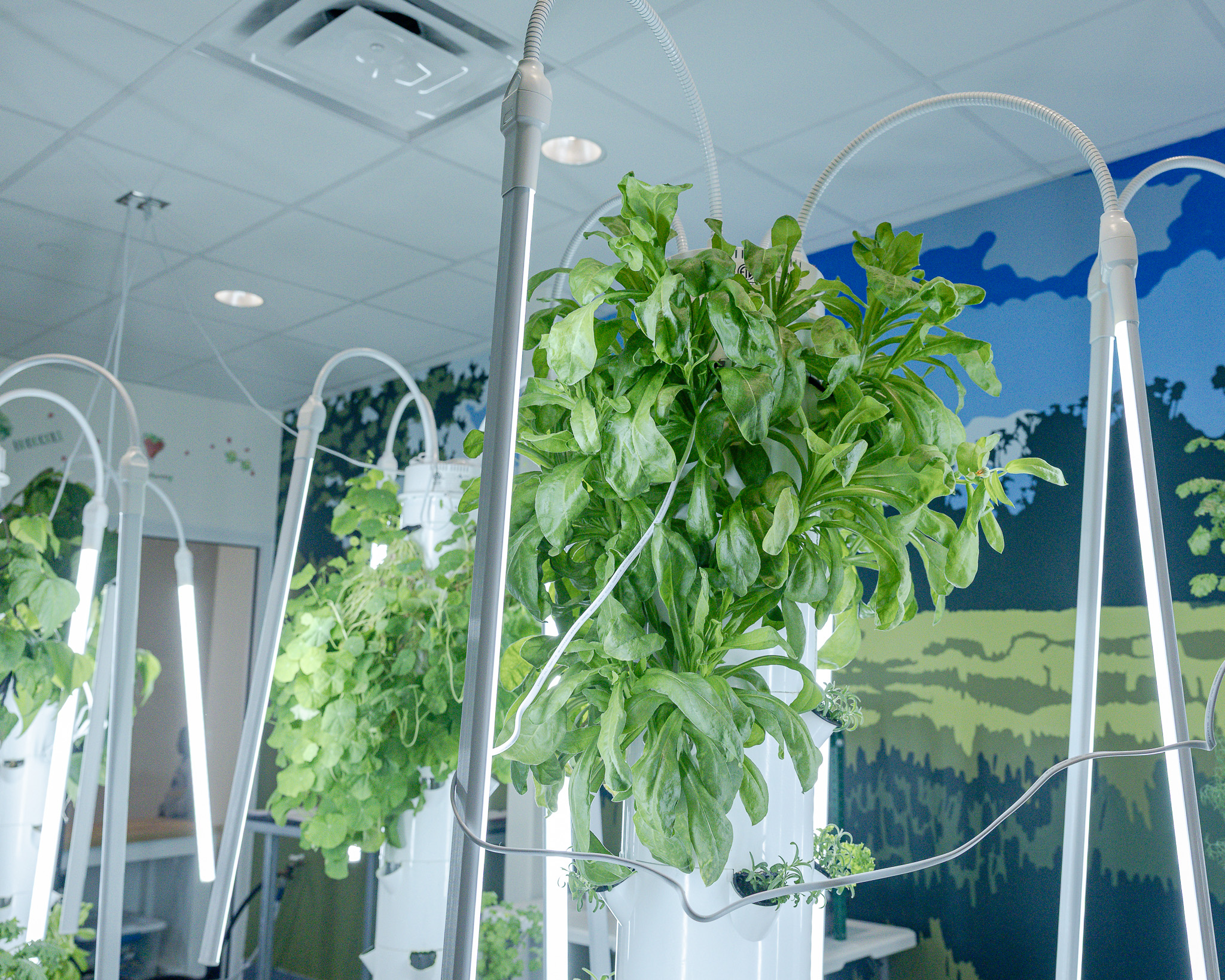 Hydroponics_Grade 2 Plants