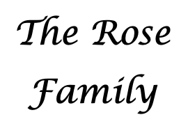 Rose Family The Rose Family
