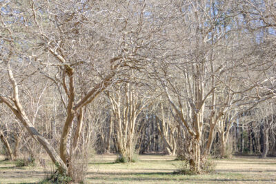Crape myrtles removed as part of HRA's Sustainability Club's rewilding project