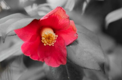 Emily Cahoon, Just a Pop of Color (photography on metal)