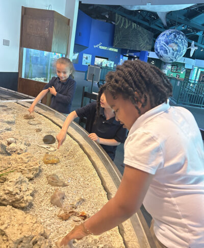 HRA kindergarteners reaching into a tank of shells at the Virginia Living Museum