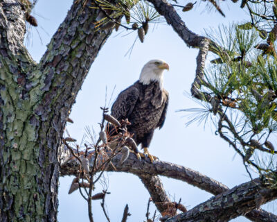 A bald eagle in a tree during the 33rd HRA Golf Classic