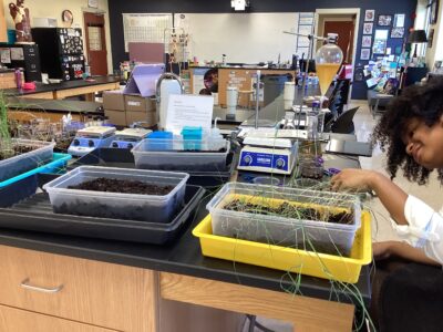 An HRA student tending to salt marsh grass plugs in a science lab